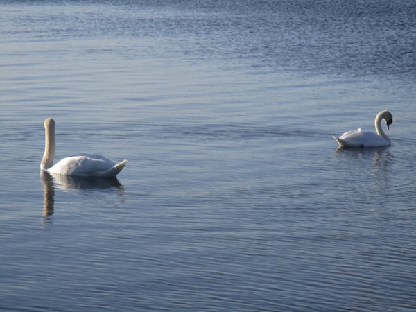 Swans on the Lake in Mullingar